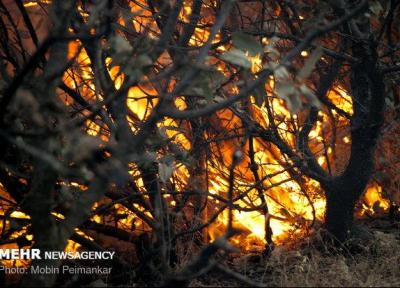 جنگل های الوار گرمسیری طعمه حریق شدند