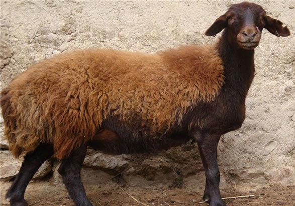 اصلاح نژاد گروهی گوسفندان افشاری با مشارکت بهره برداران