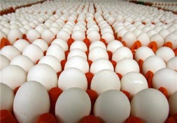10 درصد تخم مرغ کشور در آذربایجان شرقی فراوری می گردد