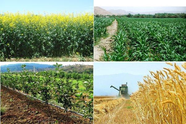 افزایش 40 درصد محصولات کشاورزی با دستکاری در فتوسنتز