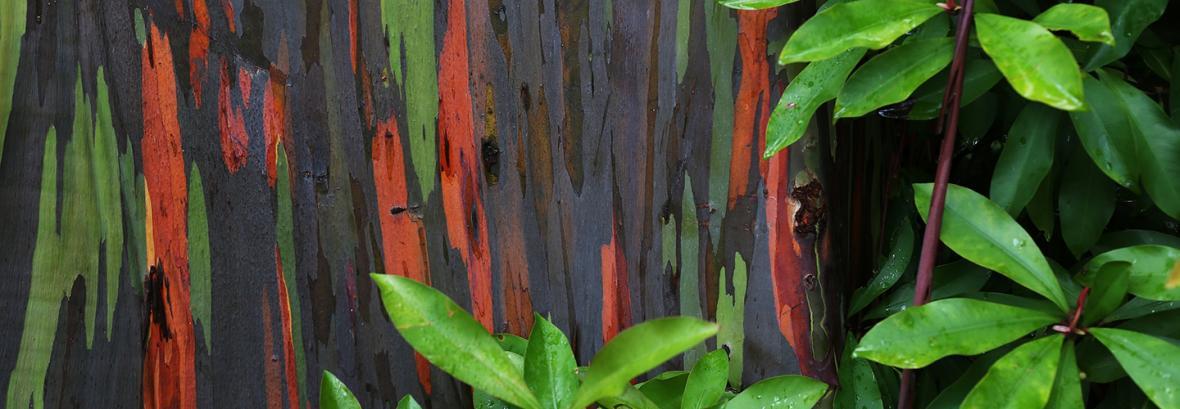 تصاویر رنگین کمان های درختی ، جنگلی با درختان هفت رنگ در هاوایی