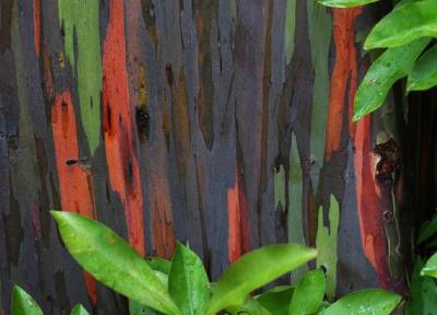 تصاویر رنگین کمان های درختی ، جنگلی با درختان هفت رنگ در هاوایی