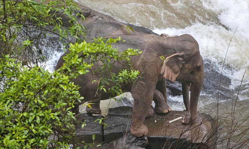 فداکاری برای نجات بچه فیل ، مرگ دردناک شش فیل در تایلند