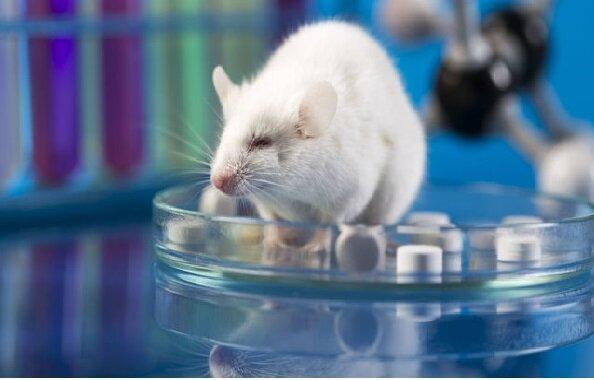 امکان مطالعه بر روی روش های درمانی نوین با فراوری حیوانات مدل محققان کشور