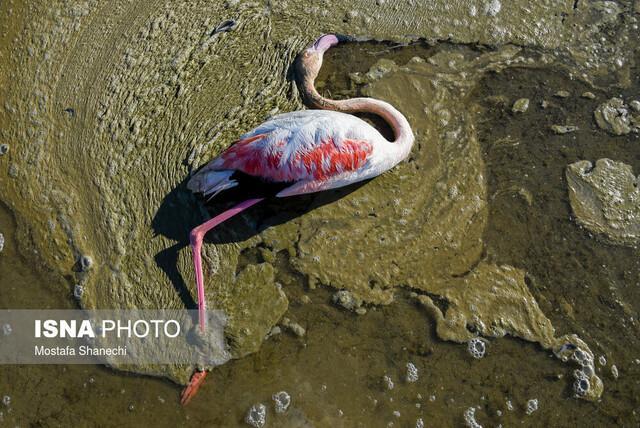 علت اصلی مرگ ومیر پرندگان مهاجر در شرق خلیج گرگان