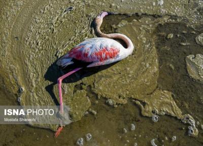 علت اصلی مرگ ومیر پرندگان مهاجر در شرق خلیج گرگان