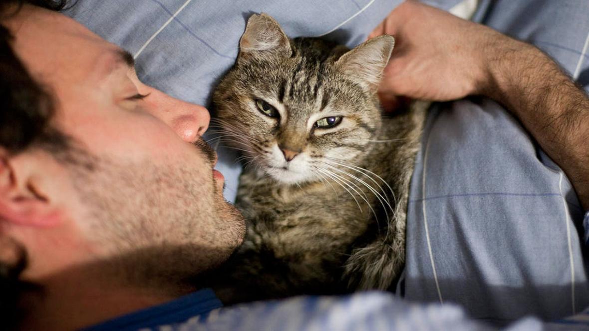 ویروس کرونا؛ نتیجه آزمایش دومین گربه در دنیا مثبت اعلام شد