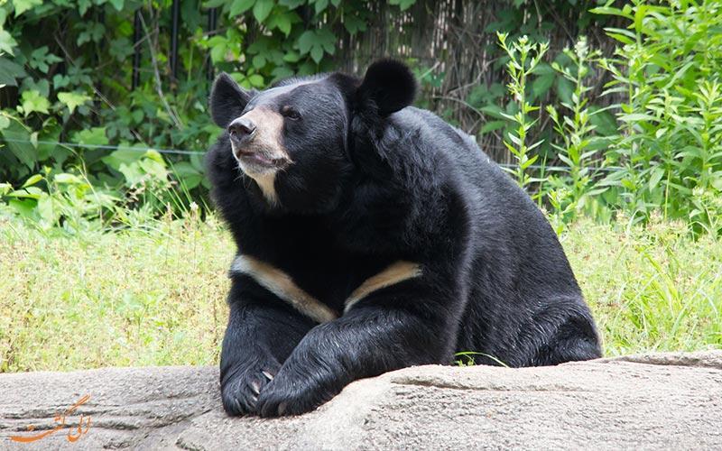 خرس سیاه آسیایی ایران؛ در لیست حیوانات به شدت در حال انقراض!!!