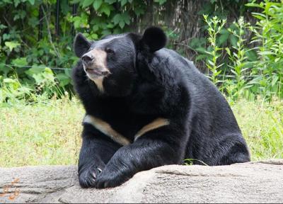 خرس سیاه آسیایی ایران؛ در لیست حیوانات به شدت در حال انقراض!!!