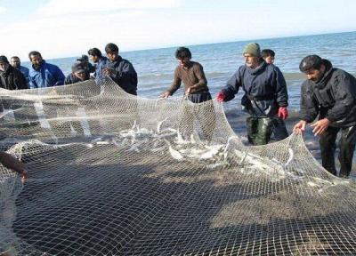 صید کیلکا در دریای خزر ممنوع شد
