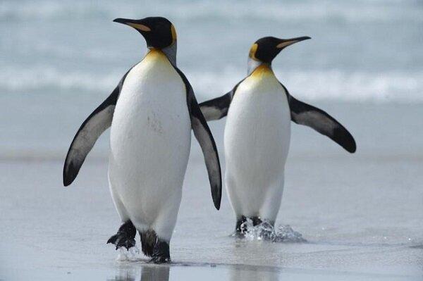 کشف کلونی های جدید پنگوئن های امپراطور در جنوبگان