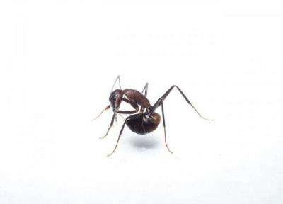 مورچه ها اسید بدن خود را می خورند!
