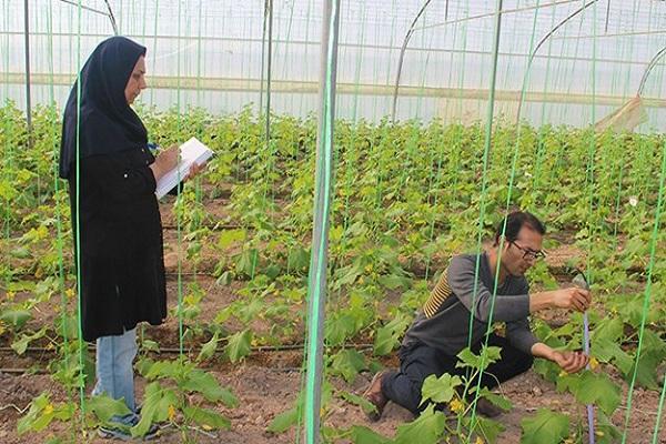موفقیت محققان ایران در افزایش عملکرد صیفیجات و کاهش سموم با باکتری محرک رشد