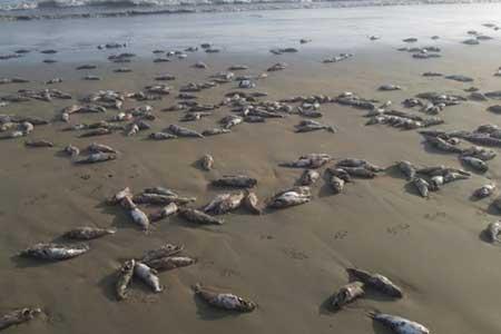 علت مرگ گربه ماهیان در ساحل جاسک تعیین شد