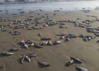 علت مرگ گربه ماهیان در ساحل جاسک تعیین شد