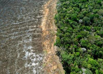 شروع ششمین انقراض دسته جمعی در دنیا