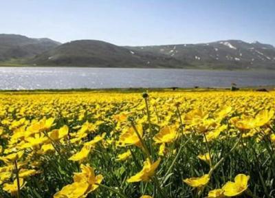 بار آلودگی دریاچه نئور کاهش می یابد